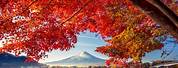 Fall Trees Japan Colors