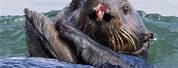 Female Sea Otter Nose
