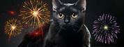 Fireworks Cat Light-Up