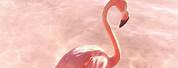 Flamingo Pink Color Desktop Wallpaper Aesthetic