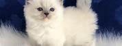 Fluffy Ragdoll Kitten with Blue Eyes