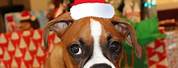 Funny Christmas Boxer Dog
