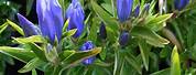 Gentiana True Blue Plant
