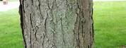 Gleditsia Triacanthos Tree Bark