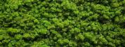 Grass Moss Wall Background