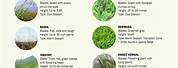 Grass Pollen Allergy Symptoms