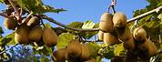 Growing Kiwi Fruit Vines