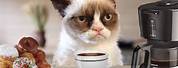 Grumpy Cat Coffee Meme