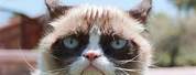 Grumpy Cat Memes Funny Animals