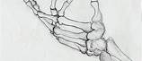 Hand Skeleton Sketch Side View