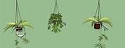 Hanging Plants 3D On Basket