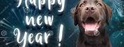 Happy New Year 2019 with Lab Dog