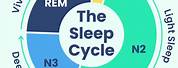 Healthy Sleep Cycle Graph