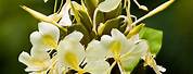 Hedychium Yellow Ginger Lily