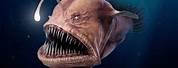 Hideous Deep Sea Creatures