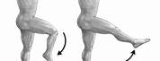 Hip and Knee Joint Movement