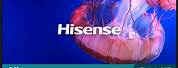 Hisense Smart TV Screen Replacement