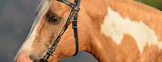 Horse Head Western Bridle On