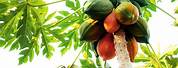 How to Grow Papaya Tree