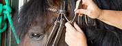 How to Put a Bridle On Your Horse