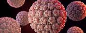 Human Papillomavirus HPV Virus