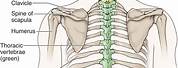 Human Skeleton Spine Labeled