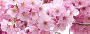 Japanese Cherry Blossom Flower