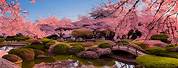 Japanese Garden Cherry Blossom
