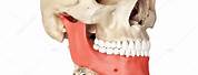 Jaw Bone in Human Head