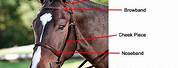 Kimberwick Horse Bit and Bridle Diagram