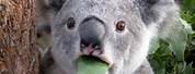 Koala Meme Eating Spinach
