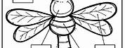 Labeling Parts of Insects Worksheet
