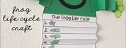 Life Cycle of a Frog Craft for Preschool