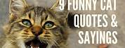 Life Quotes and Sayings Funny Cat