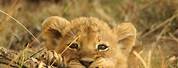 Little Lion Cub