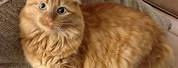 Long Hair Orange Cat Toano VA Found