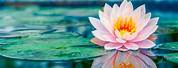 Lotus Flower Wallpaper in Water