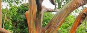 Maui Hawaii Rainbow Eucalyptus Tree