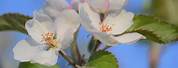 McIntosh Apple Blossom