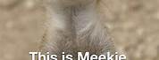 Meerkat Missing You Meme