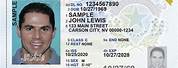Nevada DMV Driver S License