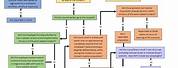 OSHA Whistleblower Process Diagram