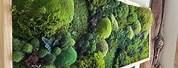Openwork Wall Decor with Moss