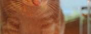Orange Cat Happy Birthday Memes