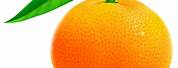 Orange Fruit for Kids