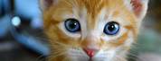 Orange and White Cat Blue Eyes