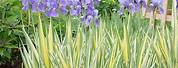 Pallida Iris Companion Plants