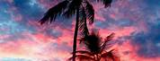 Palm Tree Sunset High Resolution