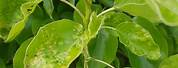 Pear Tree Leaf Disease Identification