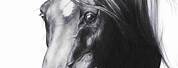 Pencil Sketch of a Horse Head